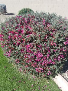 valentine bush